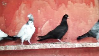 Beautiful pigeon breeder pair best flying 40