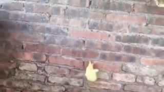 Ducklings on an adventure | #funny