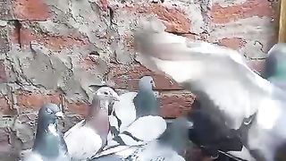 Beautiful pigeon breeder pair best flying 41