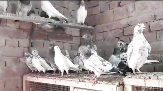 Beautiful pigeon breeder pair best flying 42