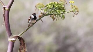 BIRD-Spanish Sparrow