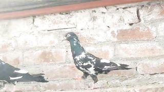 Beautiful pigeon breeder pair best flying 43