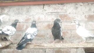 Beautiful pigeon breeder pair best flying 45