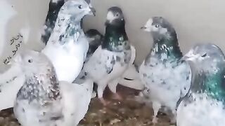 Beautiful pigeon breeder pair best flying 46
