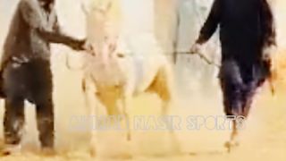 #foryou #Foryoupage #trending #horselover #horse #500k #fyp #1M #impres.3