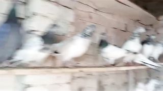 Beautiful pigeon breeder pair best flying 47