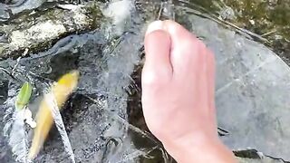 Fish 369