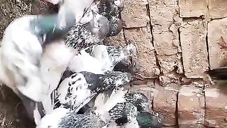 Beautiful pigeon breeder pair best flying 48