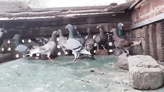Beautiful pigeon breeder pair best flying 49