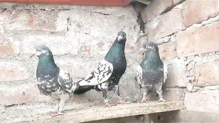 parvaazi pigeon beautiful breeder pair