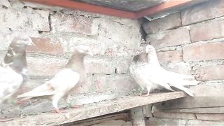 Beautiful pigeon breeder pair best flying 50