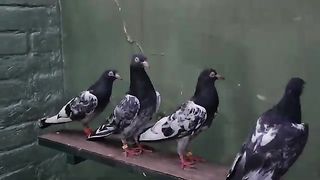 Beautiful pigeon breeder pair best flying 51