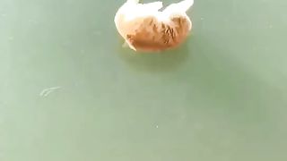 Cat and Fish 2