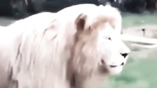 Lion doing a sound test for the concert tonight#fyp