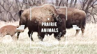 Prairie_Animals_