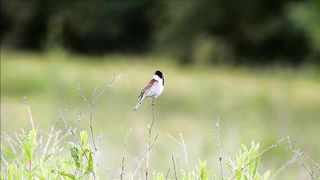 BIRD-Reed Bunting calling 2