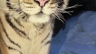 The tiger is shy of the camera trap