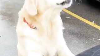 beautiful dog