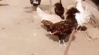 The lawn and the hens plus