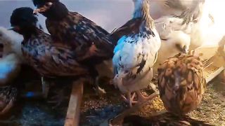 The group of hens