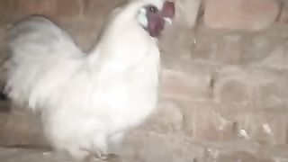 The wall and the rooster