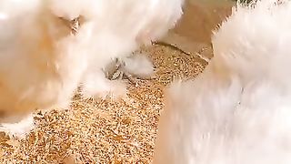 The feed and the silky rooster