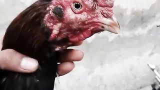 The black feathers