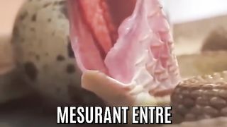 Les serpents qui mangent des œufs