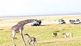 Zebra and tiger