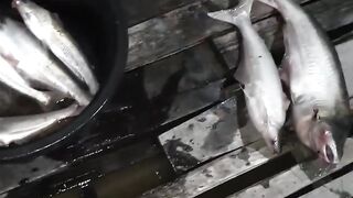 fishing at night again 2