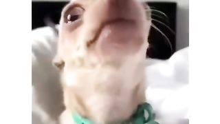 amazing and funny animals.