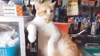 'Pet Comedy Gold- Laugh Along with the Best
