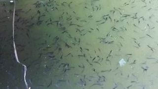Begini jadinya jika larva lele 20 hari tidak disortir
