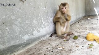Smart Pets Monkey giving food - Animals sharing food for little baby