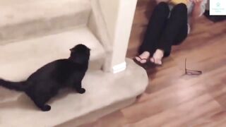 Animal Prank: Funny Compilation of Animal Videos