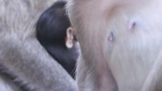 babymonkey #monkey #monkeys #monkeysofi