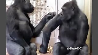 Funny Monkey Viral Video 128