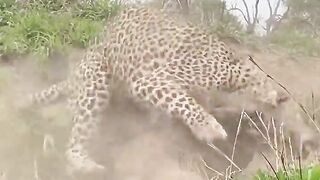 L’attaque agressif du tigre
