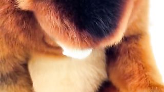 Funny Monkey Viral Video 129
