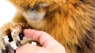 Funny Monkey Viral Video 130