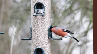 BIRD-Bullfinches on the feeder