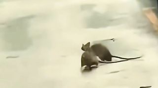 Two rats are dueling in a street fight.