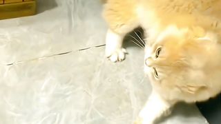A minute of fun cat
