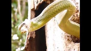 Woodpecker vs Snake. Battle to the death