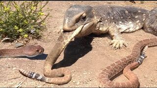 Iguana vs Snake! Maximum voltage!!!