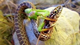 PRANTS AGAINST snake, spider, hornet, mouse and even IGUANA!