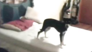 Atividade paranormal perto de um cachorro