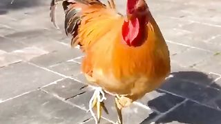 Video17