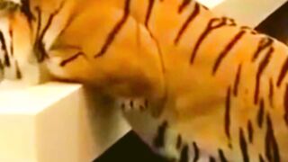 Tiger was lying in the bathroom drinking water