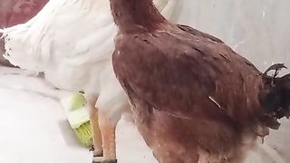 The parrot beak and the birds